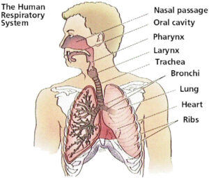 A diagram of the human respiratory system