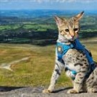 Do cats like being taken for walks or is it an Instagram fad?