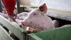 Spain's huge pork industry seeks salvation from swine fever threat