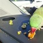 Parrot at Dublin Airport sparks search for its owner