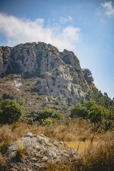 Very High Tree Pollen Alert Continues for Fifth Straight Day