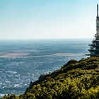 Very High Allergy Alert for Tree Pollen Continues