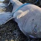 Rare 150-year-old Greenland shark washes up in Ireland