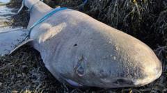 Rare 150-year-old Greenland shark washes up in Ireland