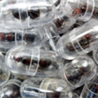 Chinese national given one year in prison for smuggling ants out of Kenya