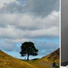 Man who felled Sycamore Gap tree released early