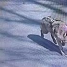 Finding Neukgu: South Korea's viral hunt for a runaway wolf