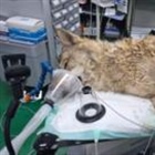 South Korea's runaway wolf finally captured after nine-day search