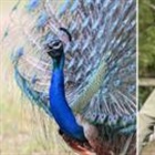 Peacock terrorises 92-year-old farmer's chickens