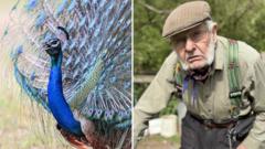 Peacock terrorises 92-year-old farmer's chickens