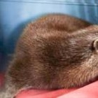 Otter mayhem after 'challenging beast' sneaks into garden centre