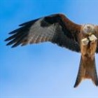 'A red kite took my mother-in-law's sausage rolls'