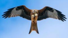'A red kite took my mother-in-law's sausage rolls'
