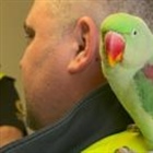 Troy the parrot home safe after Dublin Airport adventure