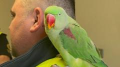 Troy the parrot home safe after Dublin Airport adventure