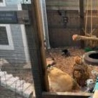 Bird flu vaccine trial against potential pandemic strain begins