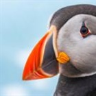 Record puffin count on small Welsh island for second year running