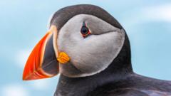 Record puffin count on small Welsh island for second year running