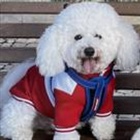 Pet owners hit with steep bills after EU passport rule change 