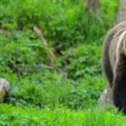 Woman killed by bear in Polish forest, son and local government say