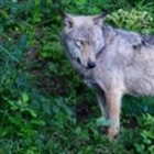 Poisoning suspected in deaths of 18 wolves in Italian national park