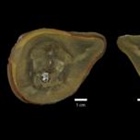 Earliest known octopus is not an octopus after all