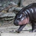 Man fined after breaking into viral hippo Moo Deng's enclosure