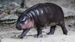 Man fined after breaking into viral hippo Moo Deng's enclosure