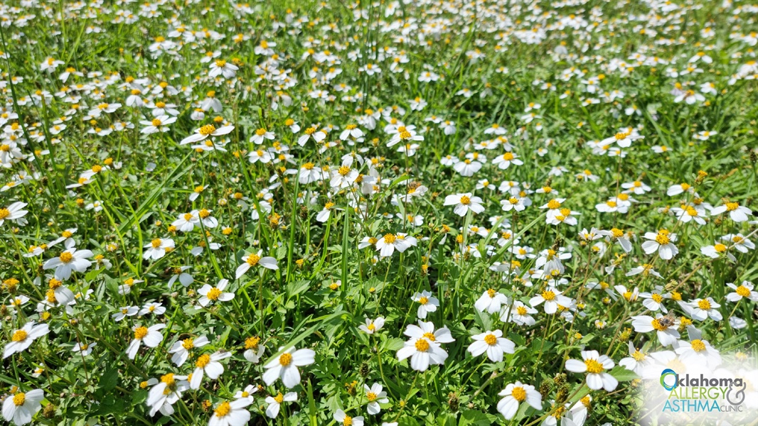 Allergy Shots Explained: Immunotherapy for Long-Term Allergy Relief