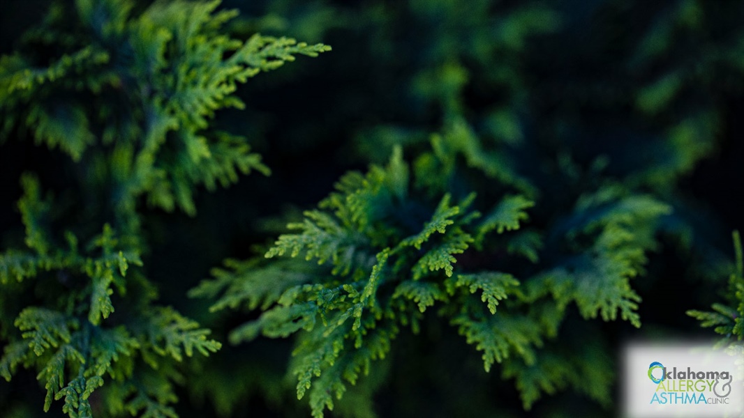 Survival Tactics for Cedar Fever Season