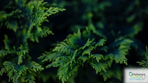 Survival Tactics for Cedar Fever Season