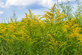 Fall Risks in the AAFA’s Top 2024 Allergy Capitals™