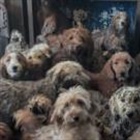 Hundreds of dogs found crammed in living room 'doing really well', says RSPCA