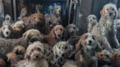 Hundreds of dogs found crammed in living room 'doing really well', says RSPCA