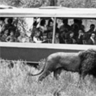 First safari park outside Africa 'scandalised' people