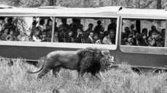 First safari park outside Africa 'scandalised' people