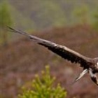 Golden eagles' return to English skies gets government backing