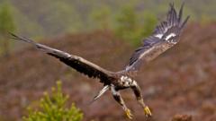 Golden eagles' return to English skies gets government backing