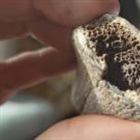 Girl's 'mammoth' bone find may be 500,000 years old