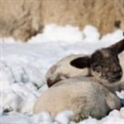 How likely is a 'white Easter'?