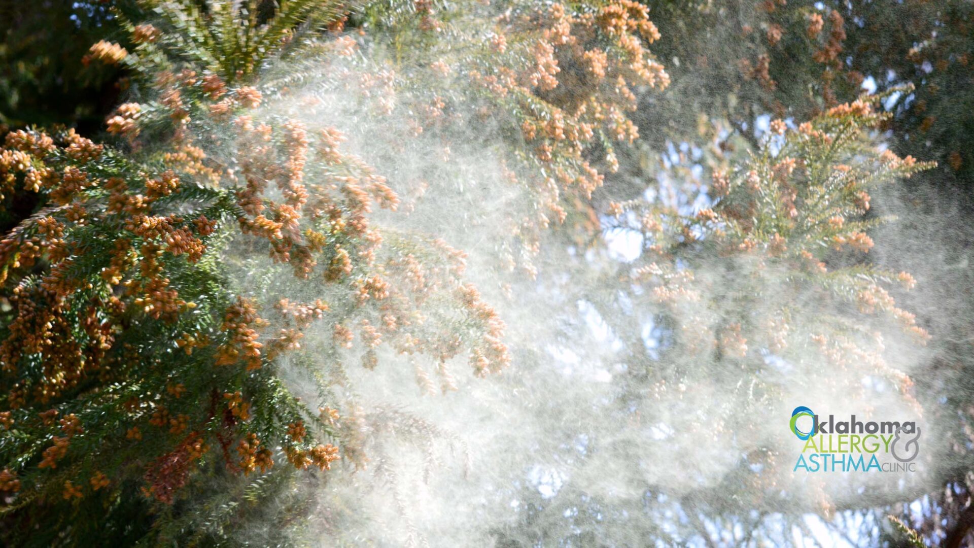 Cedar Fever: What You Need to Know