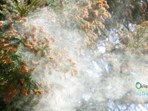 Cedar Fever: What You Need to Know