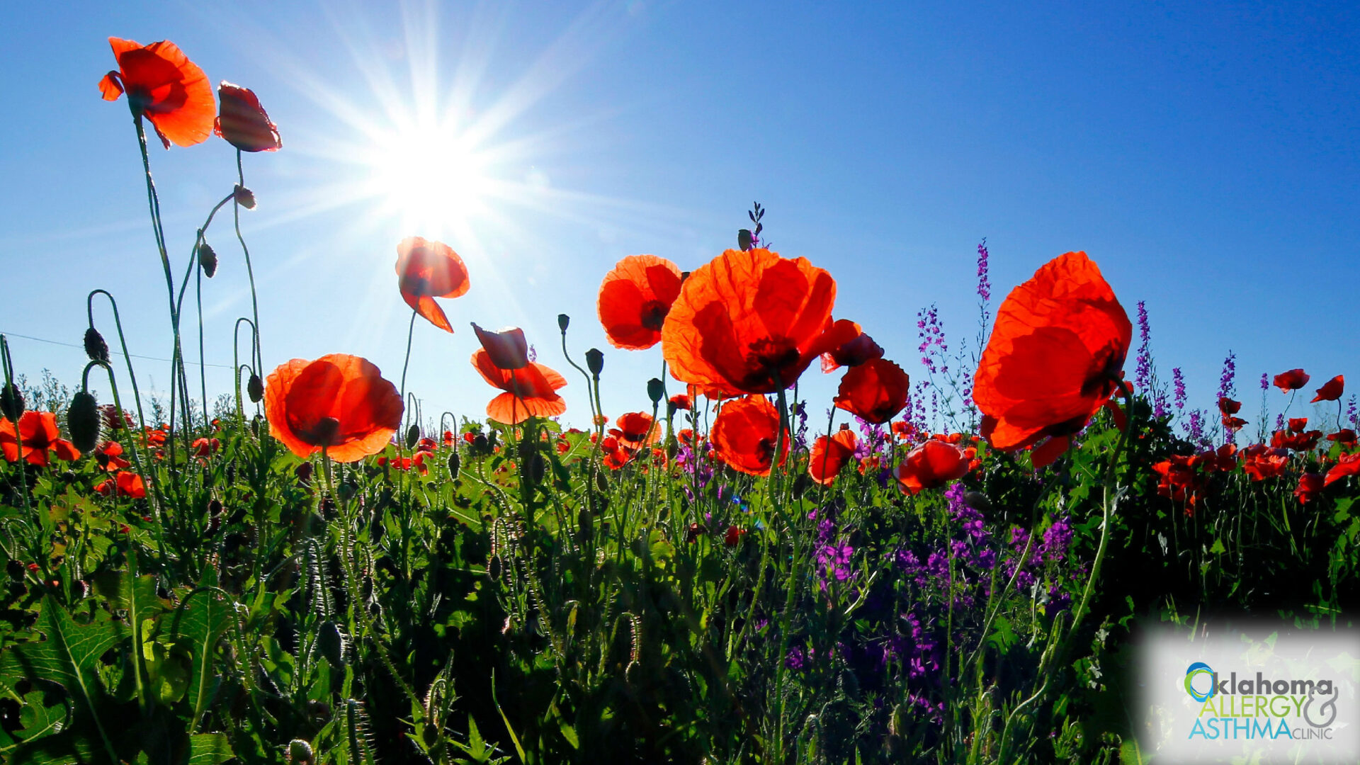 Alpha-gal Syndrome: How a Tick Bite May Trigger a Life-changing Allergy