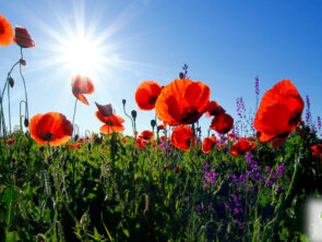 Alpha-gal Syndrome: How a Tick Bite May Trigger a Life-changing Allergy