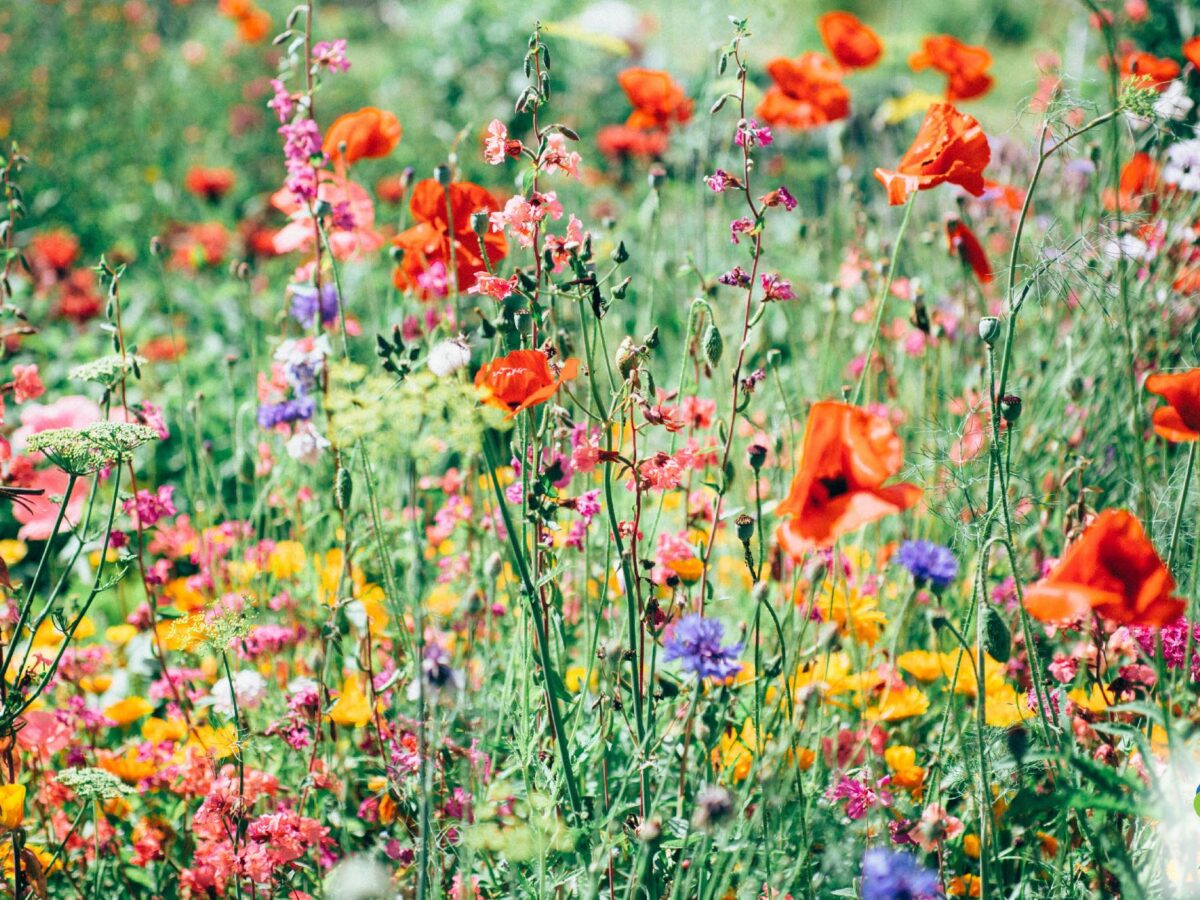 Your Daily Allergy Forecast: How to Read the Pollen and Mold Report