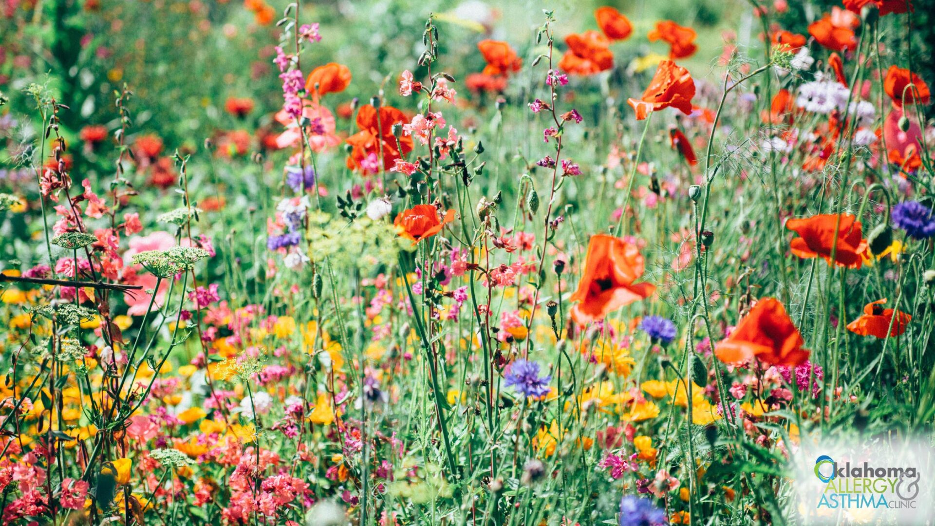 Your Daily Allergy Forecast: How to Read the Pollen and Mold Report