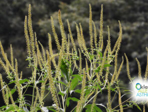 Ragweed Season: What You Need to Know